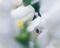 Snapdragon with Varied Carpet Beetle