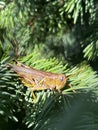 A grasshopper perched in a pine tree