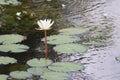 Snapped this picture in a pond with all the surafce leaves surrounding a lotus which is considered a holy flower in indian culture