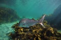 Snapper among brown sea weeds