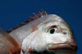 Snapper Face Royalty Free Stock Photo