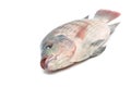 Snapper Fish isolated on white background