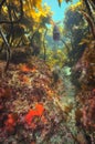 Snapper fish under kelp forest canopy