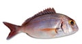 Snapper fish catch fresh red color Royalty Free Stock Photo