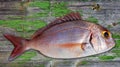 Snapper fish catch fresh red color Royalty Free Stock Photo