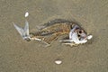 Snapper fish skeleton on a beach, New Zealand Royalty Free Stock Photo