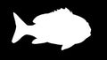 Snapper Fish Swimming 2D Animation