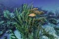 Snapper fish swimming past slit-pore sea rods