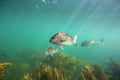 Snapper fish underwater swimming over kelp forest at Goat Island, New Zealand