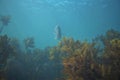 Snapper hovering above kelp Royalty Free Stock Photo