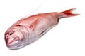 Snapper red fish isolated on white