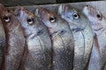 Snapper on a slab Royalty Free Stock Photo