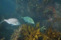 Snapper and trevally in kelp forest