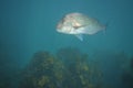 Snapper turning above kelp forest Royalty Free Stock Photo