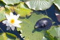 Snapper and water lily