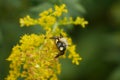 Bumble Bee Stares Down Photographer Royalty Free Stock Photo