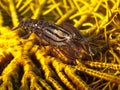 Snapping Crinoid Shrimp