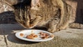 a snapping semi-wild cat hungrily devours food on a plate.