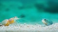 Snapping Shrimp and Goby Fish in Symbiotic Partnership Against Teal Underwater Background, created using generative AI tools Royalty Free Stock Photo