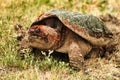 Snapping turtal laying egg`s Royalty Free Stock Photo