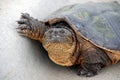 Snapping turtle