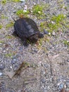 Snapping Turtle Bebe