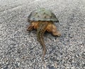 Snapping turtle, Chelydra serpentina back view of tail