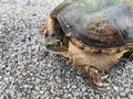 Snapping turtle, Chelydra serpentina closeup