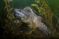 Huge Snapping Turtle in Dark Pond