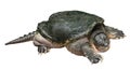 Snapping turtle Chelydra serpentina is creeping and raise one`s head on white isolated background . Side view