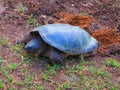 Snapping turtle Chelydra serpentina digging a nest to lay eggs