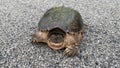 Snapping turtle, Chelydra serpentina on gravel road