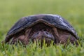 Snapping turtle, Chelydra serpentina, laying in short grass
