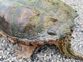 Snapping turtle, Chelydra serpentina parasite on shell