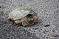 Snapping Turtle Chelydra serpentina