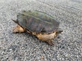 Snapping turtle, Chelydra serpentina side view of legs, shell and face