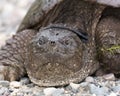 Turtle Snapping turtle photo.  Snapping turtle head close-up profile view with bokeh background. Picture.  Portrait.  Image. Photo Royalty Free Stock Photo