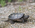 Snapping Turtle Photo Stock. Close-up profile view walking on gravel in its environment and habitat surrounding displaying dragon Royalty Free Stock Photo