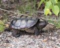 Snapping Turtle Photo Stock. Close-up profile view walking on gravel in its environment and habitat surrounding displaying dragon