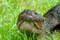 Snapping turtle closeup