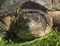 Snapping Turtle Closeup Royalty Free Stock Photo