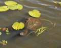 Snapping turtle Stock Photos. Snapping Turtle in the water displaying its shell, head, eye, nose, long neck with lily pads Royalty Free Stock Photo
