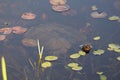 Snapping turtle Stock Photos. Snapping Turtle in the water surrounded with lily pads Royalty Free Stock Photo