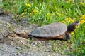 Snapping Turtle Laying Eggs on the Road Shoulder