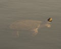 Snapping Turtle Photo. Close-up in foggy water with its head out of water in its environment and habitat surrounding. Picture. Royalty Free Stock Photo