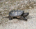 Snapping Turtle Photo Stock. Close-up profile view walking on gravel in its environment and habitat surrounding displaying dragon Royalty Free Stock Photo