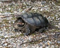 Snapping Turtle Photo Stock. Close-up profile view walking on gravel in its environment and habitat surrounding displaying turtle Royalty Free Stock Photo