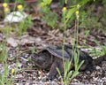 Snapping Turtle Photo Stock. Close-up profile view walking on gravel in its environment and habitat surrounding. Turtle Picture. Royalty Free Stock Photo