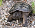 Snapping Turtle Photo Stock. Close-up profile view walking on gravel in its environment and habitat surrounding. Turtle Picture. Royalty Free Stock Photo
