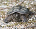 Snapping Turtle Photo Stock. Close-up profile view walking on gravel in its environment and habitat surrounding. Turtle Picture. Royalty Free Stock Photo